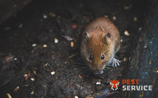 Дератизация в Югре